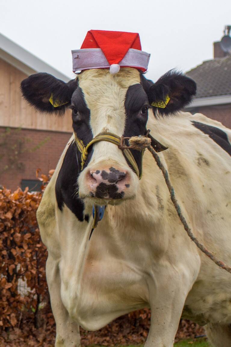 Roza, eerste 100.00 liter koe bij de Weiden melkveehouderij