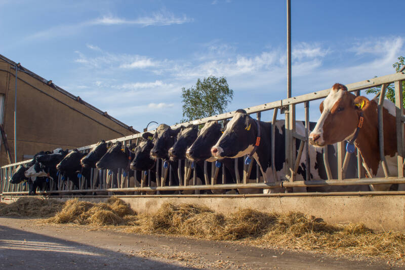 Koeien de Weiden melkveehouderij