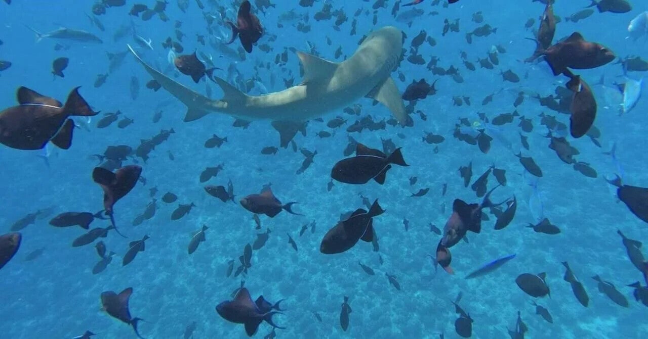 duiken-of-snorkelen-tussen-de-haaien-en-vissen-op-bora-bora.jpg