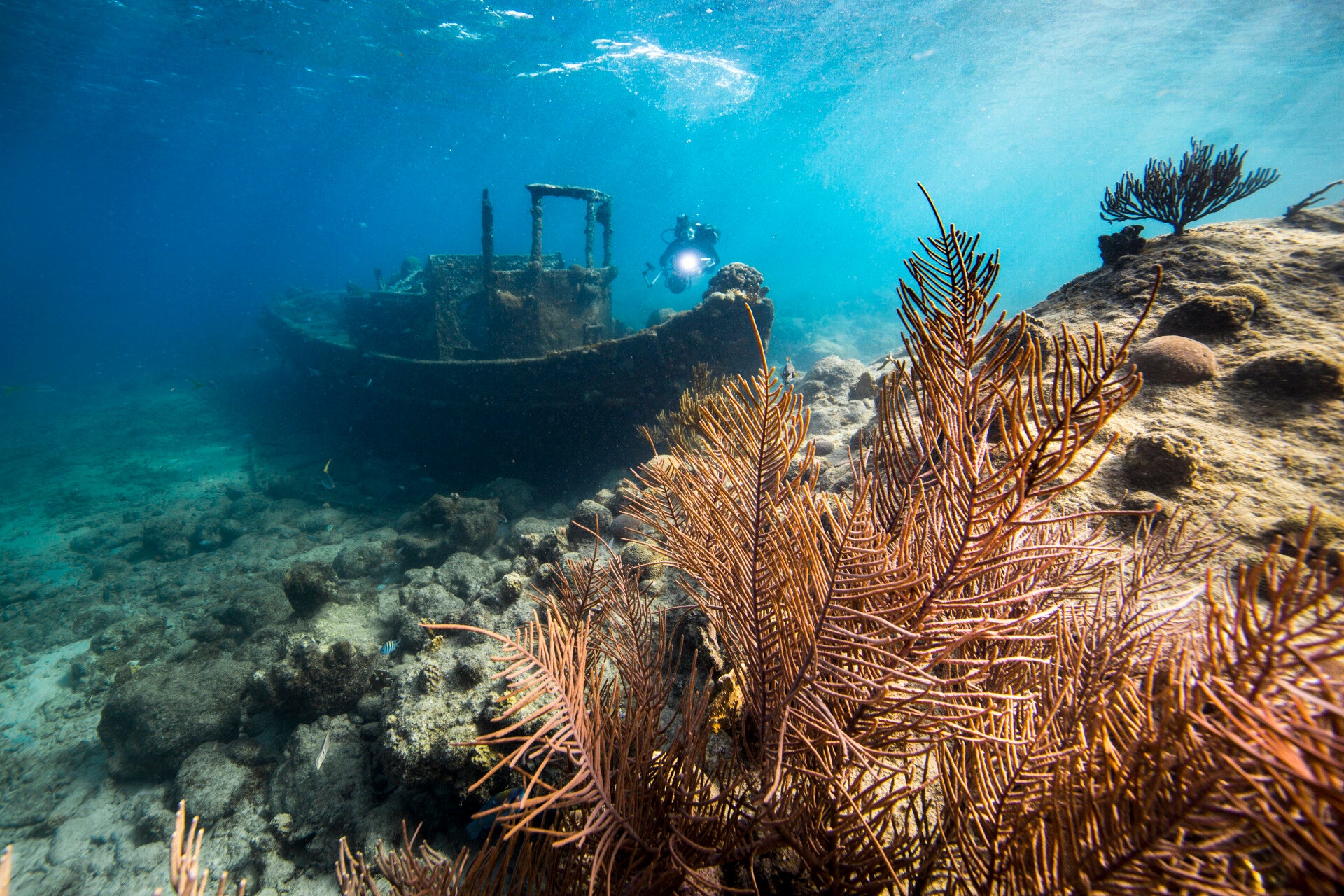 curacaoreispandawrakduiken.jpg