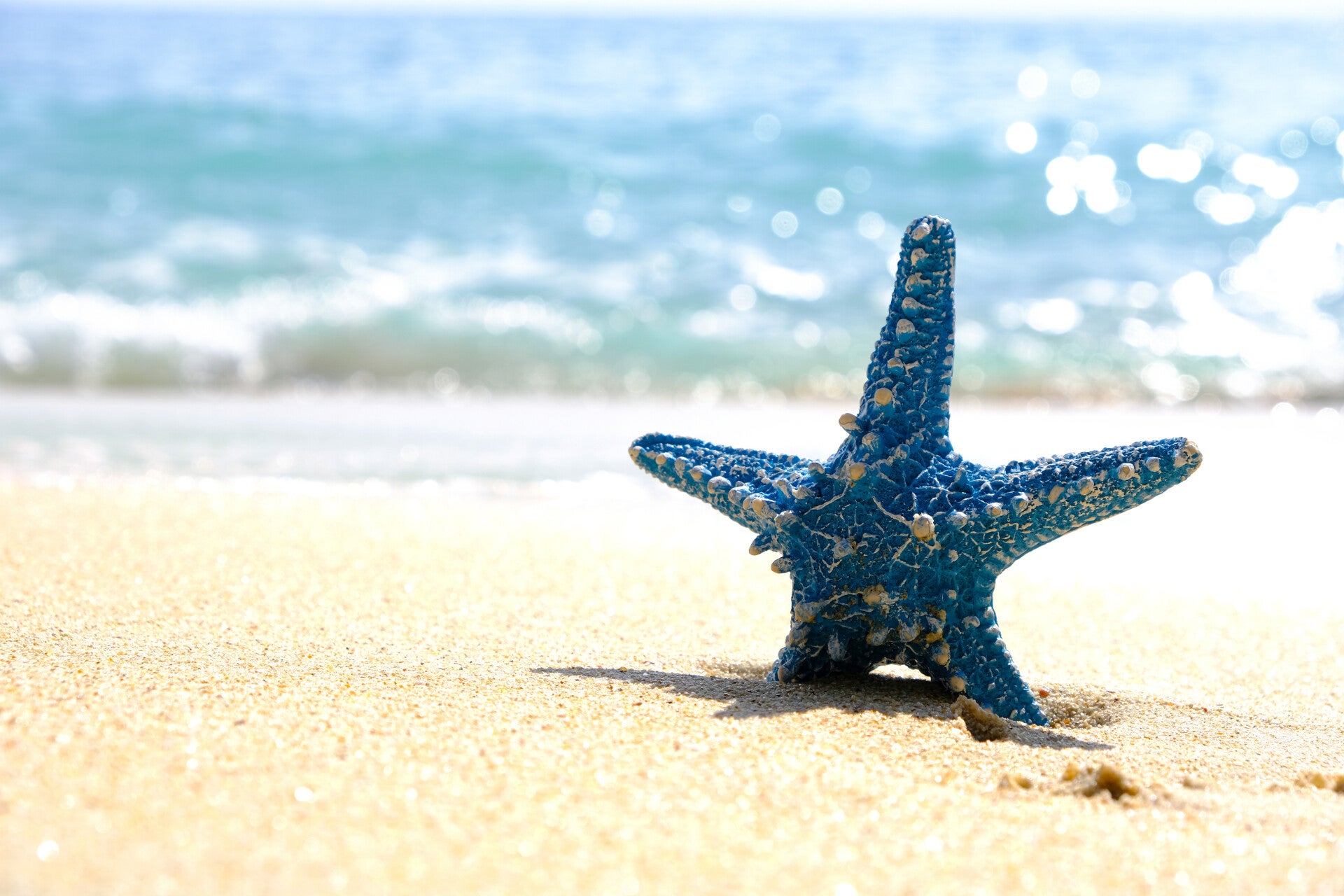 boraborareispandastarfish-1.jpg
