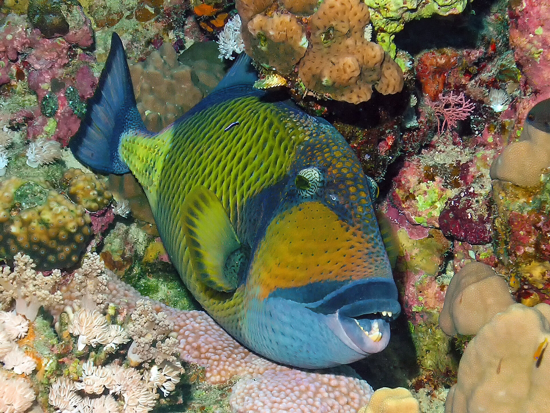 israelreispandadivingintheredseatitantriggerfish-3.jpg