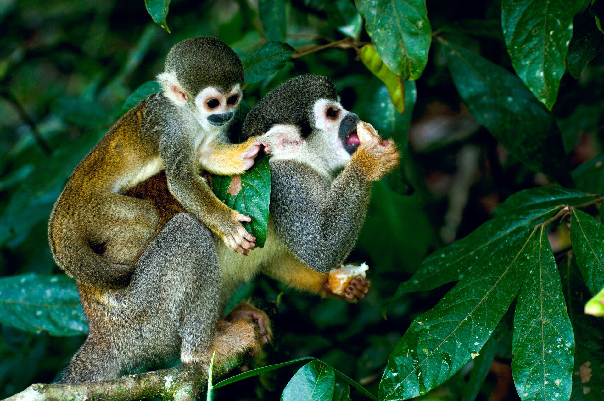 perureispandasquirrelmonkeyinamazonrainforest.jpg