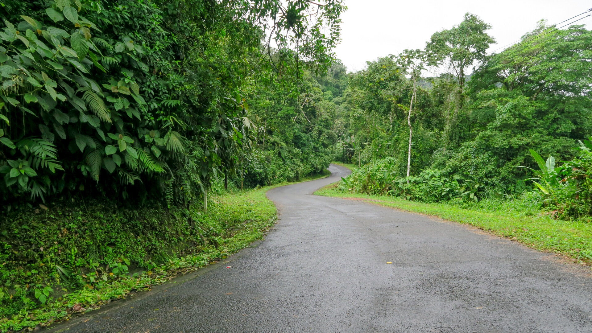 costaricareispandajungleroad.jpg