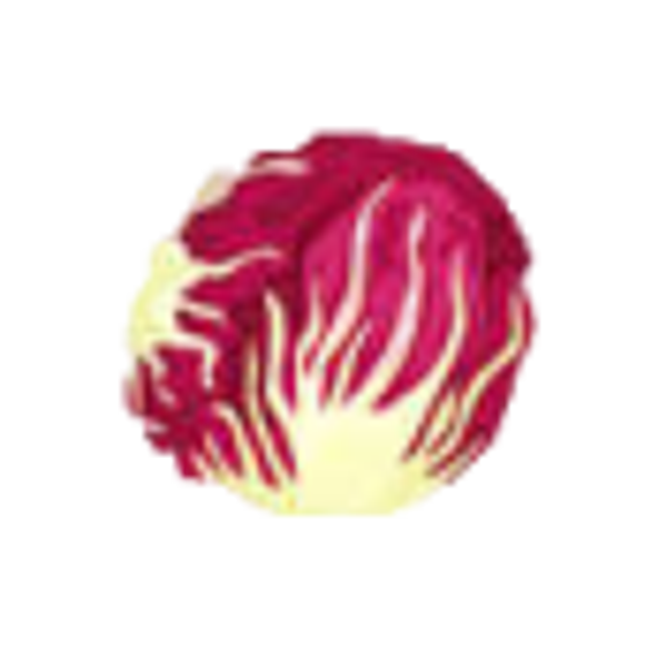 laitue batavia rouge