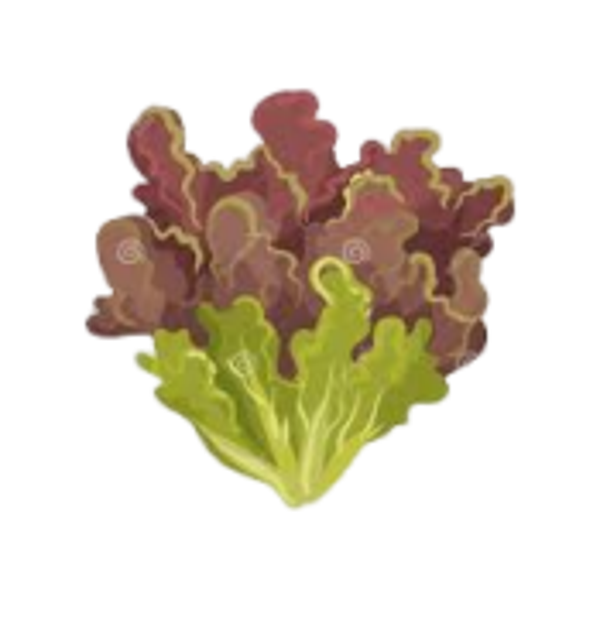 Laitue batavia  rouge