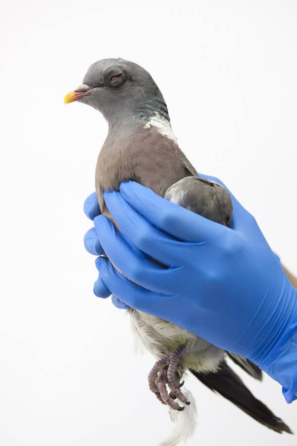 vogels-huilen-niet-anjes-gesink-6917.jpg