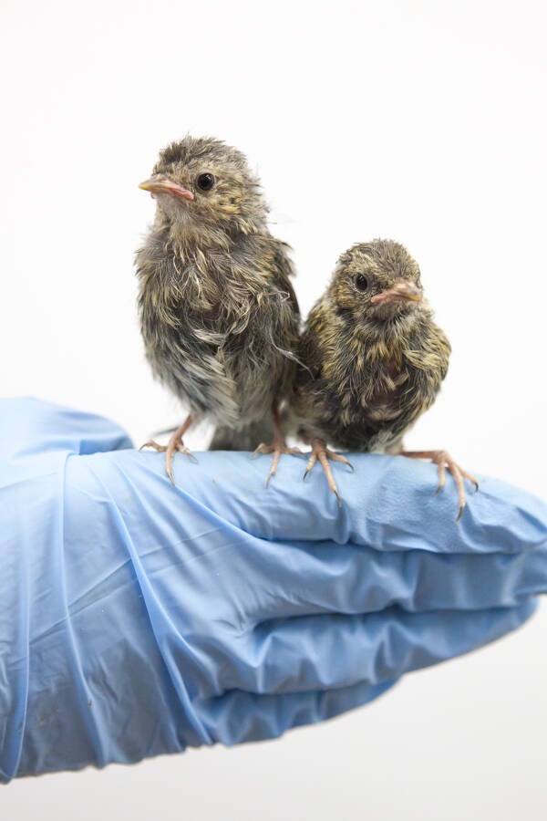 vogels-huilen-niet-anjes-gesink-9223.jpg