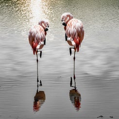 flamingos-kopie2-copy-standard.jpg