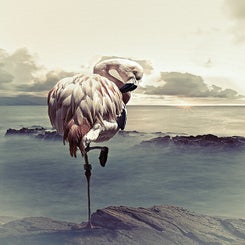 photogravics-flamingo162nature1-standard.jpg