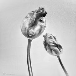 tulipinlovebw-standard-1ldzqj.jpg
