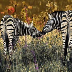 zebra-3-standard-dzo679.jpg
