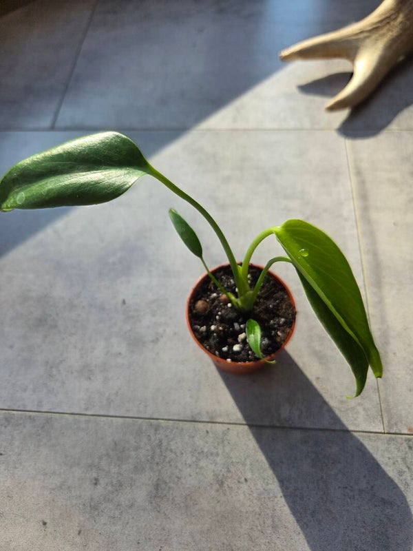 Monstera burle marx flame