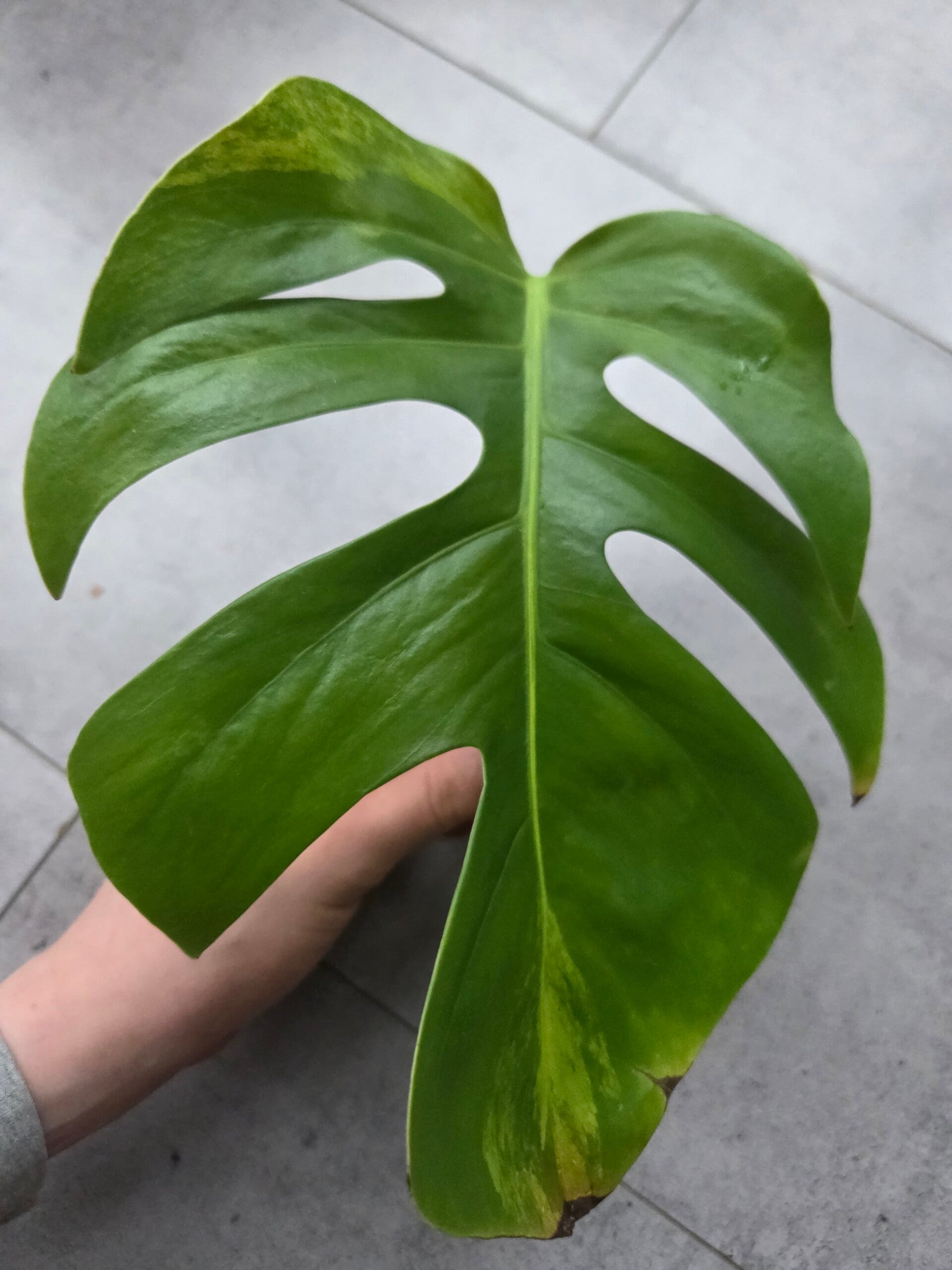 Monstera aurea | top cutting