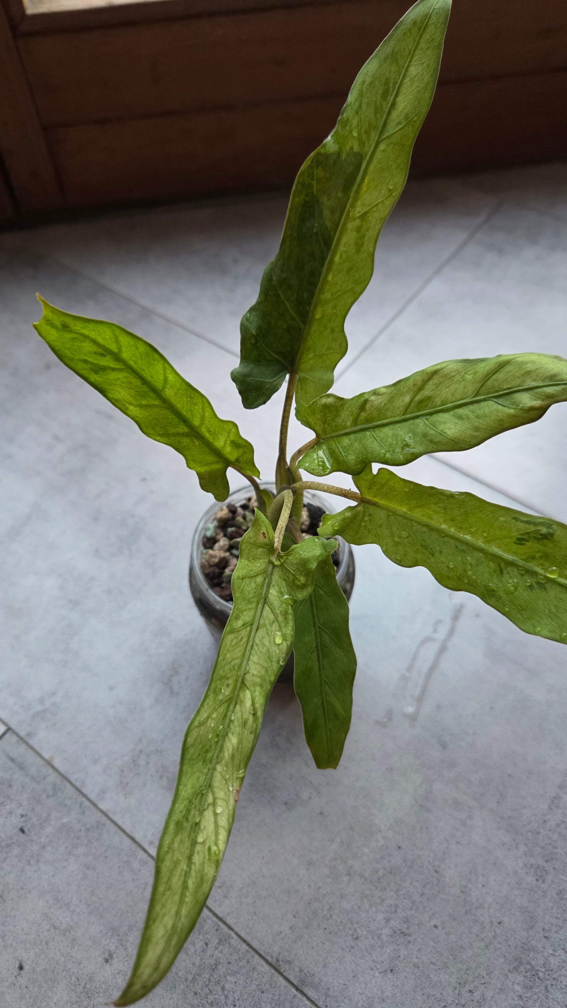 Alocasia lauterbachiana variegata | #1