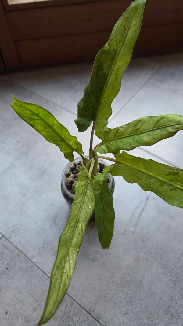 Alocasia lauterbachiana variegata | #1