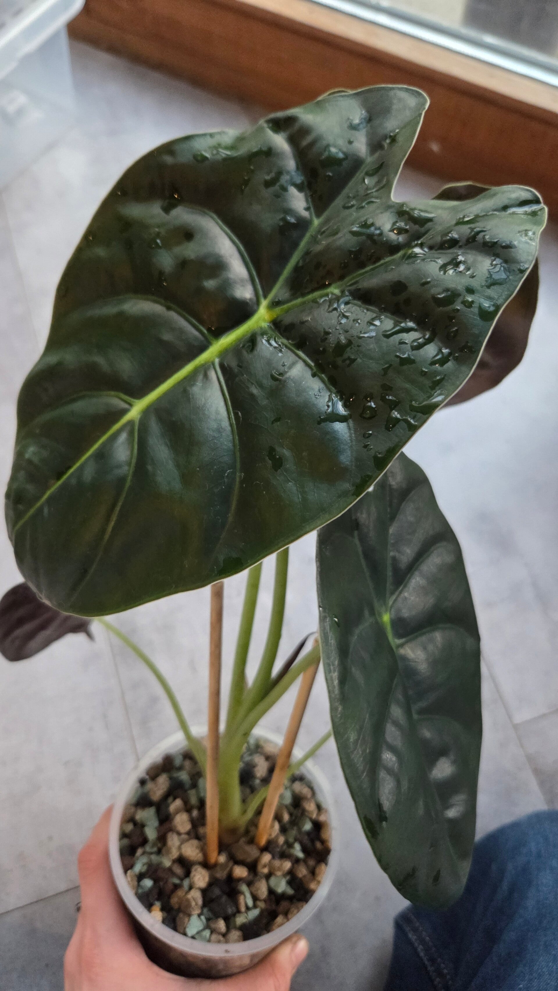 Alocasia golden bone