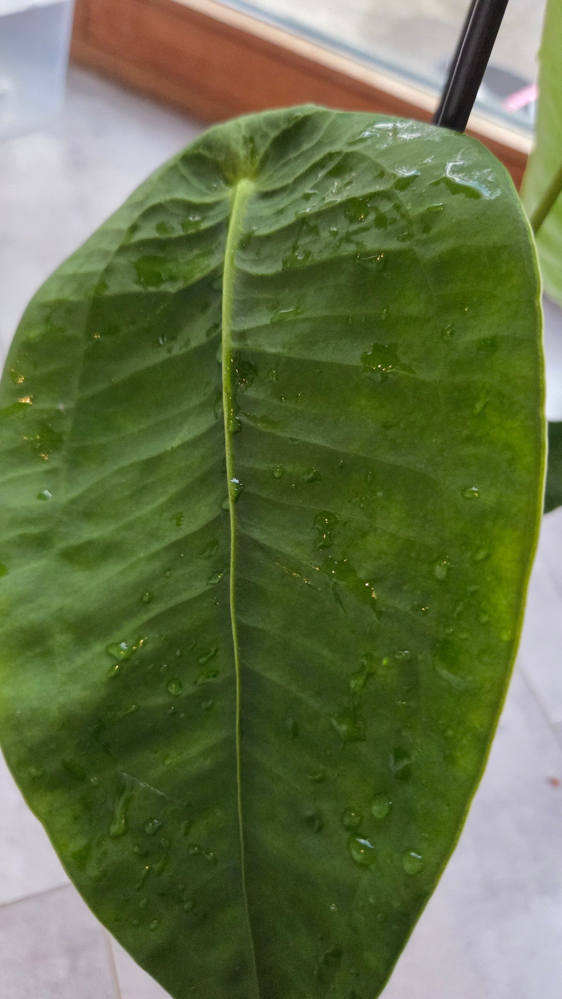 Anthurium peltigerum