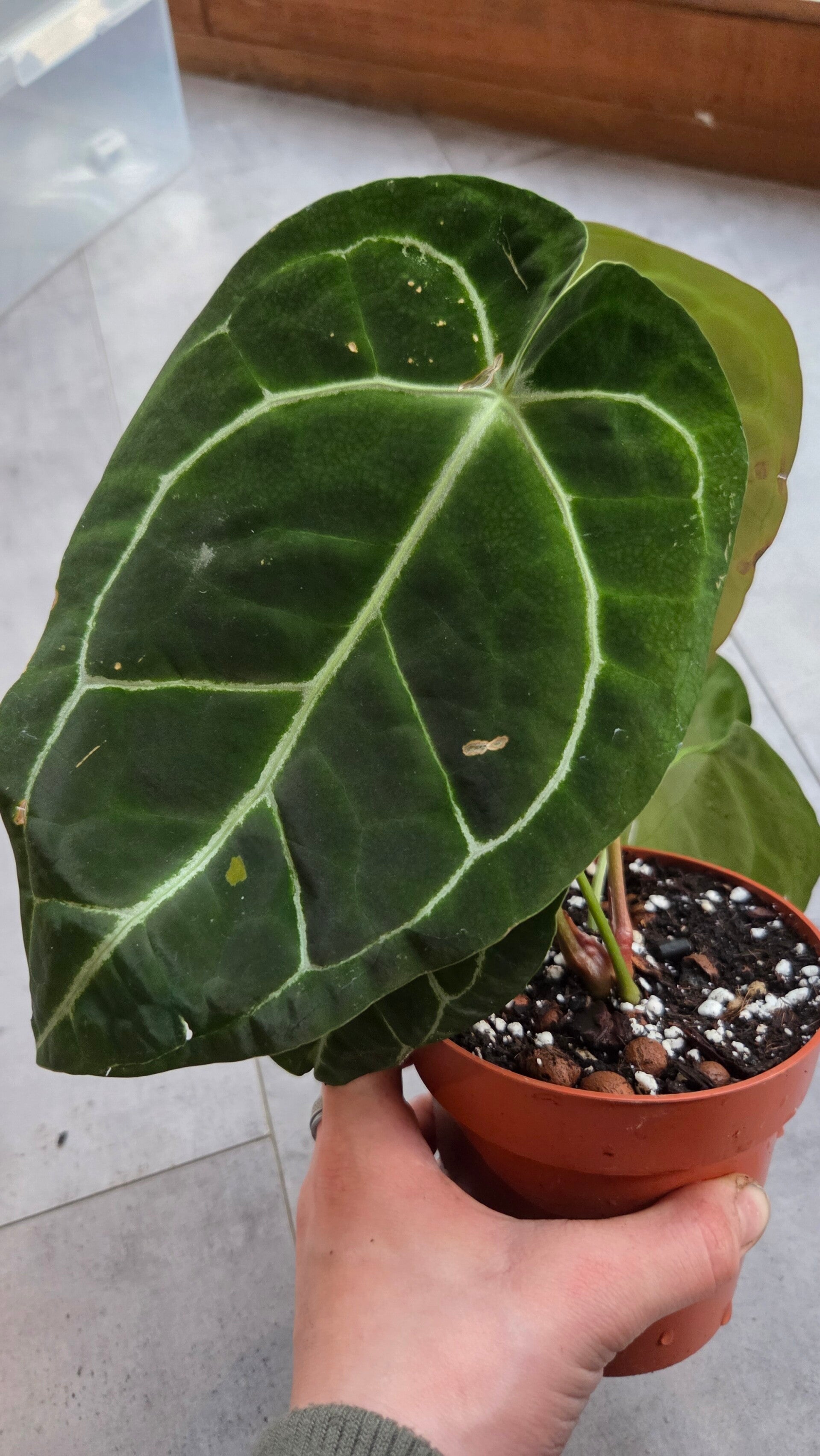 Anthurium crystallinum | Sport variegated