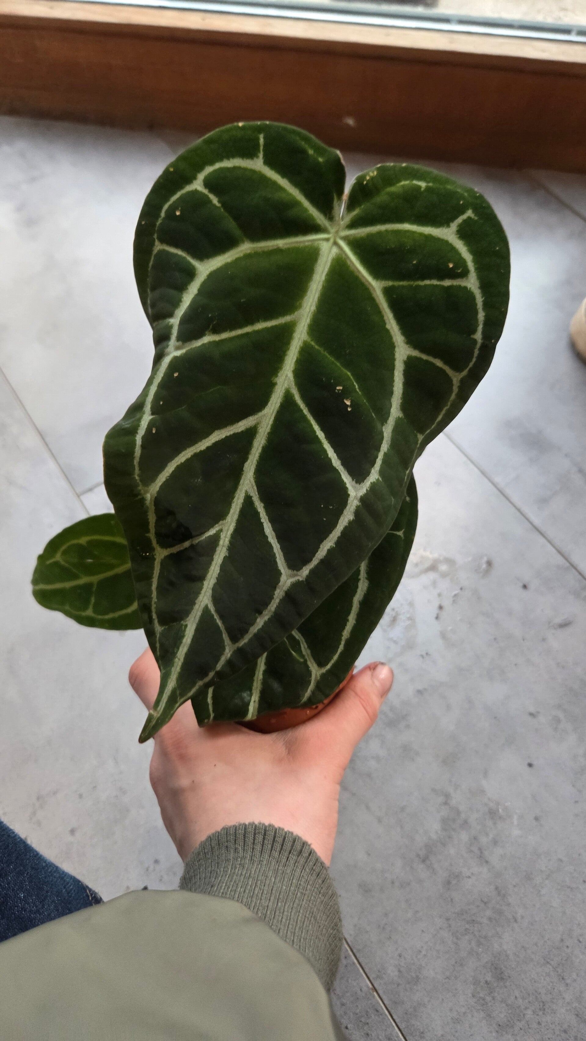Anthurium crystallinum