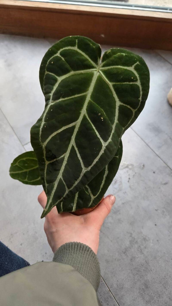 Anthurium crystallinum  | €3 Deals!