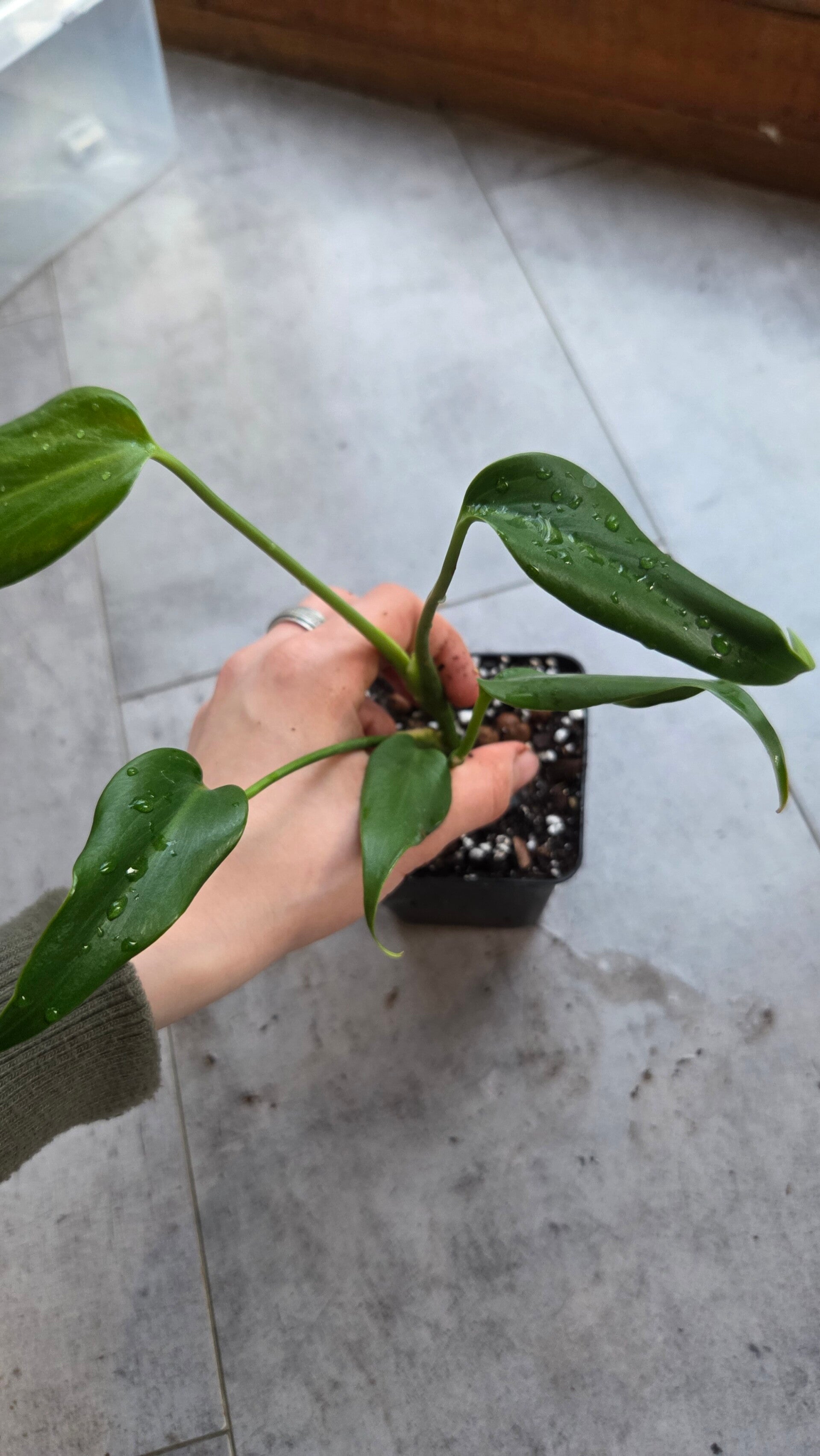 Monstera burle marx flame