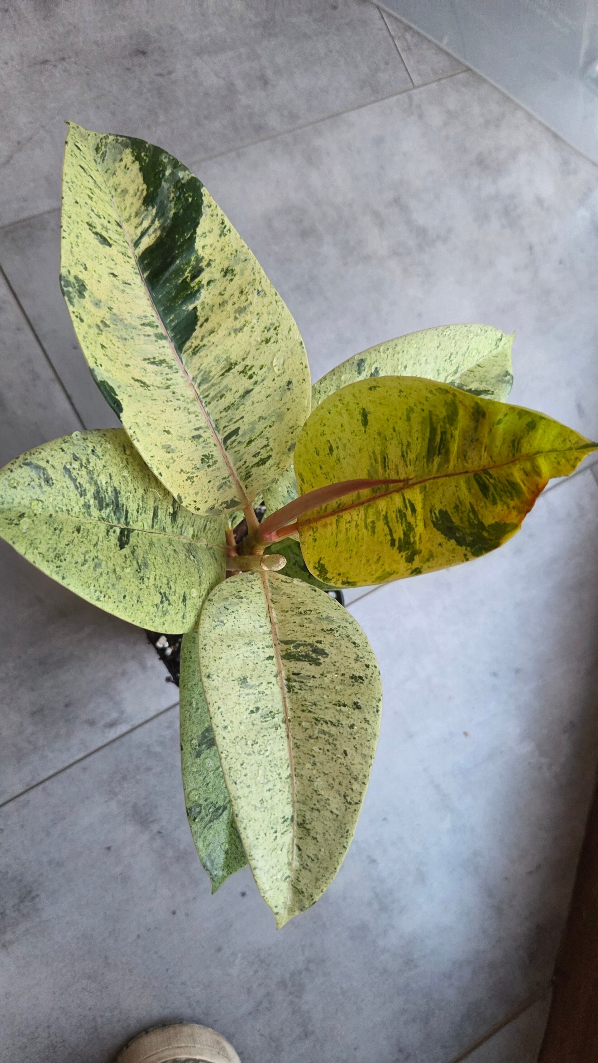 Ficus shiveriana