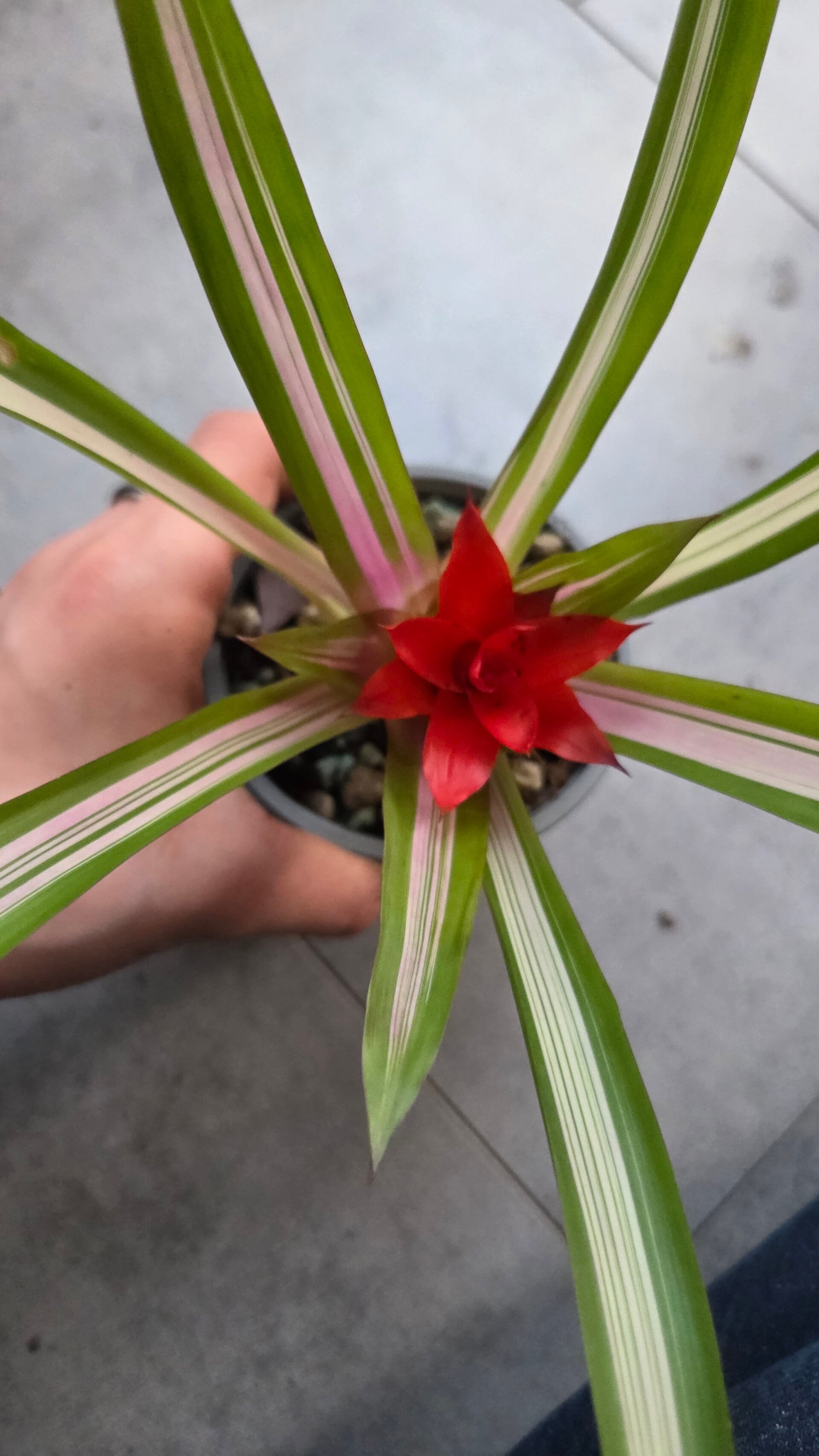 Guzmania