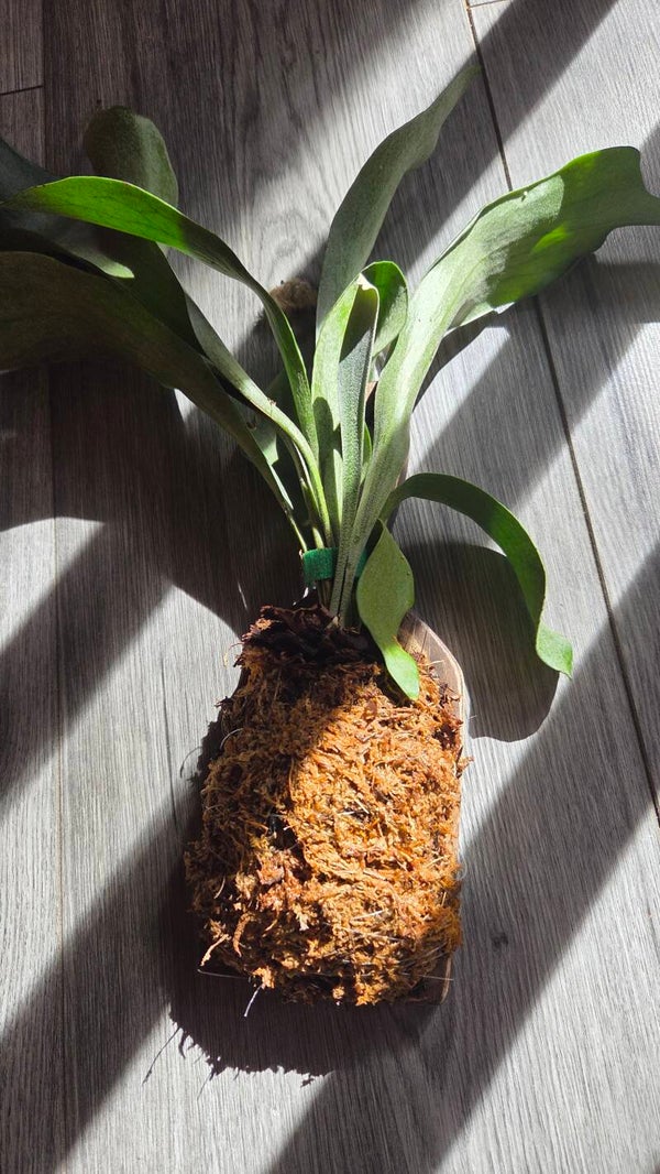 Platycerium | Staghorn Fern