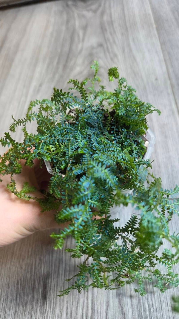 Selaginella uncinata | iridescent*