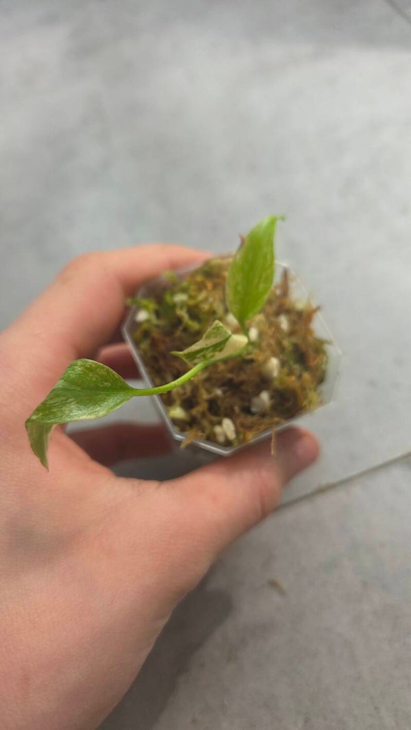 Monstera mint