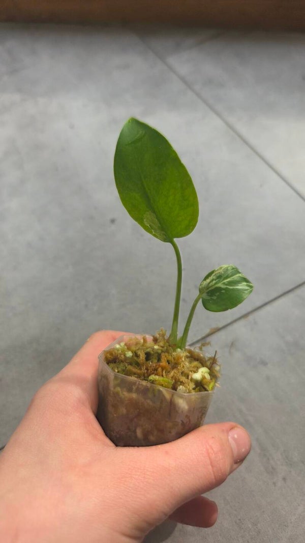 Monstera bulbasaur