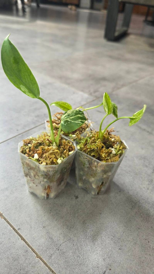 RARE small Monstera set | 3 Monstera