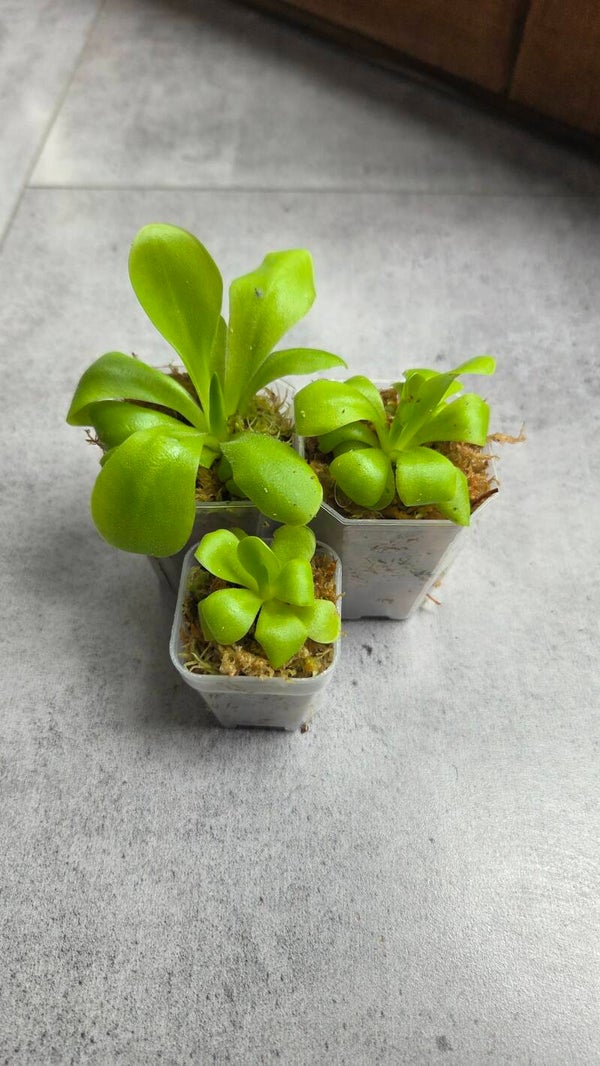 Pinguicula | Family of 3