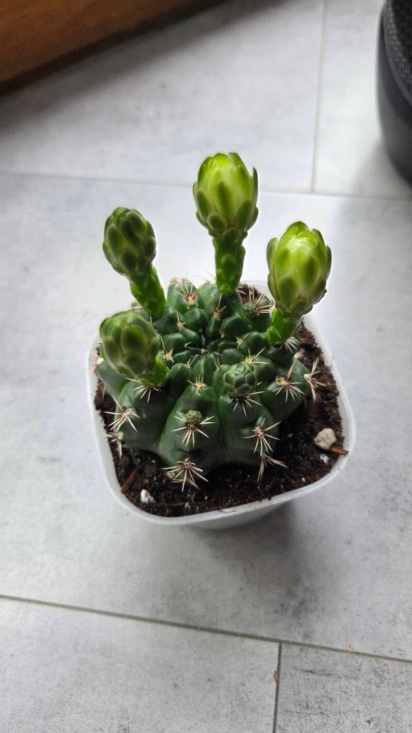 Gymnocalycium hamatum | FLOWERING!