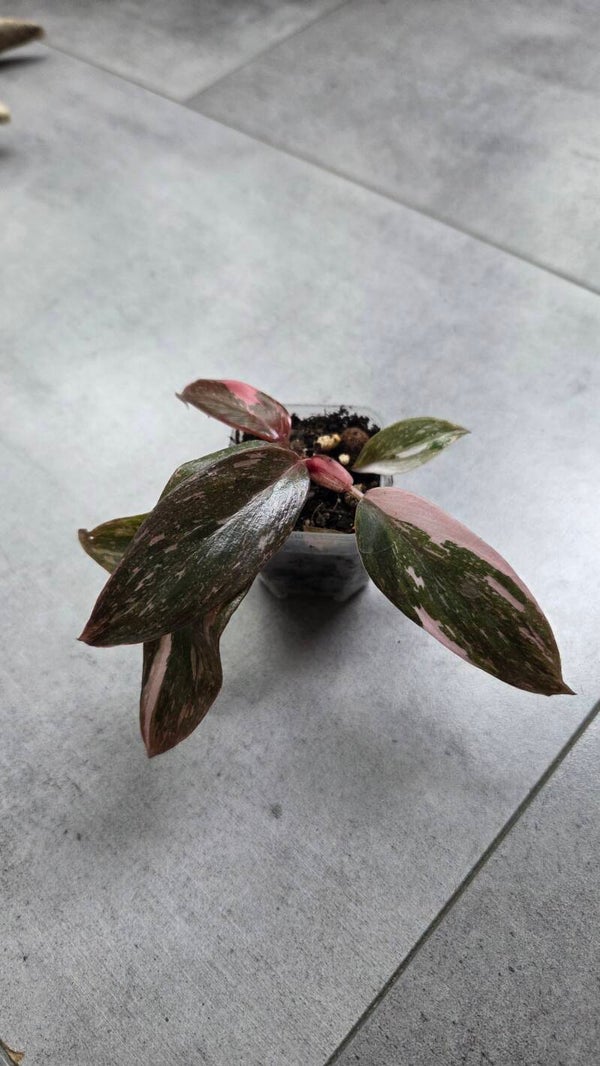 Philodendron erubescens "pink princess" | €3 Deals!