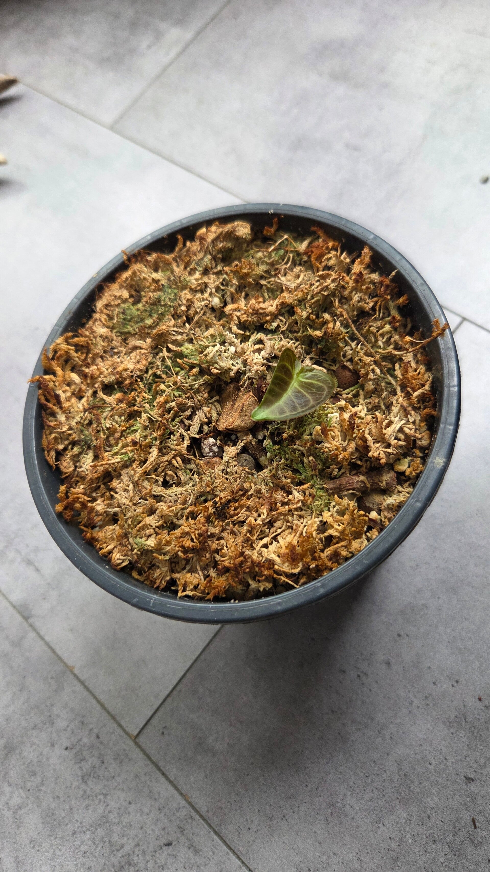 Anthurium clarinervium | €3 Deals!