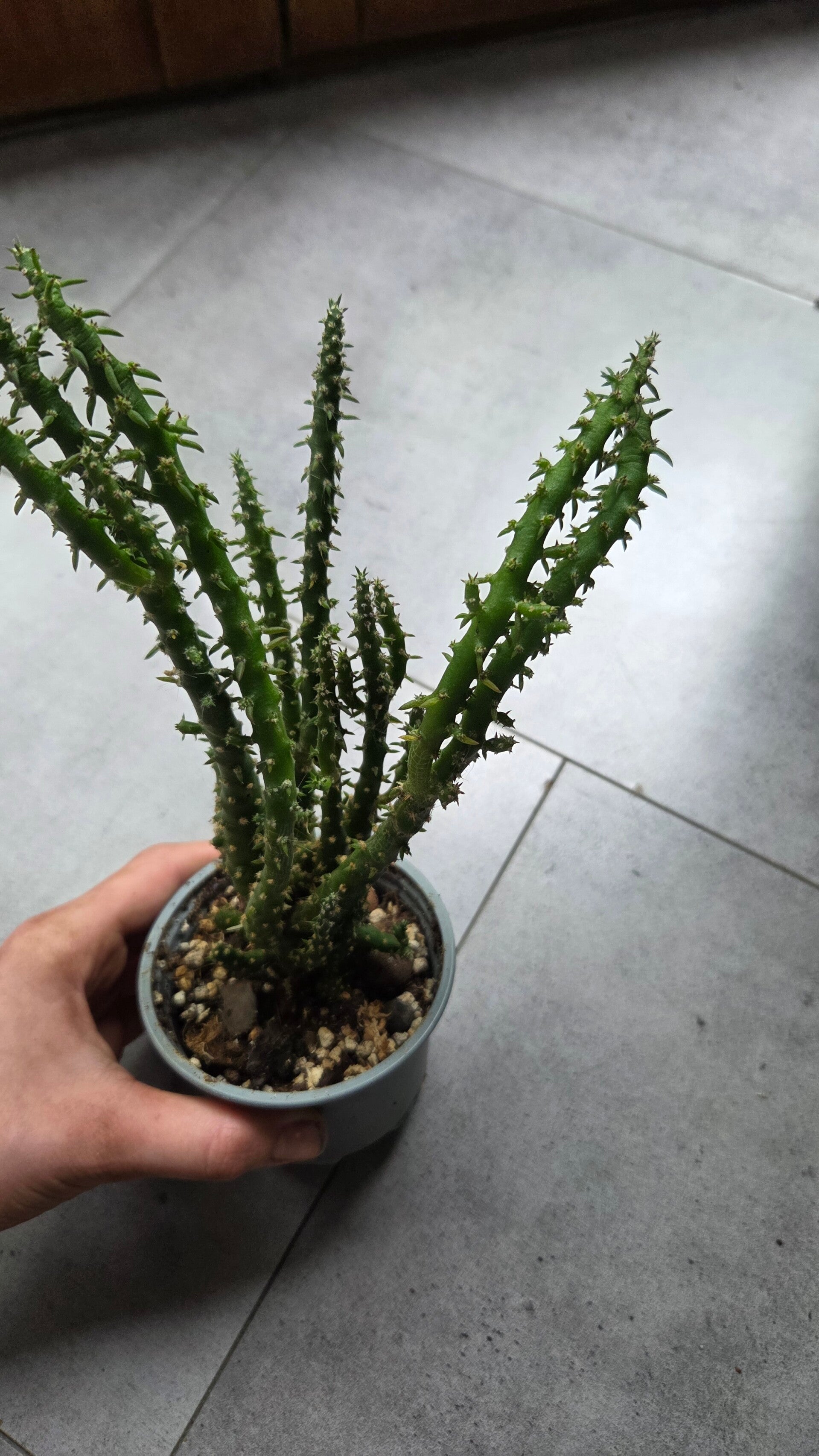 Austrocylindropuntia subulata | €3 Deals!