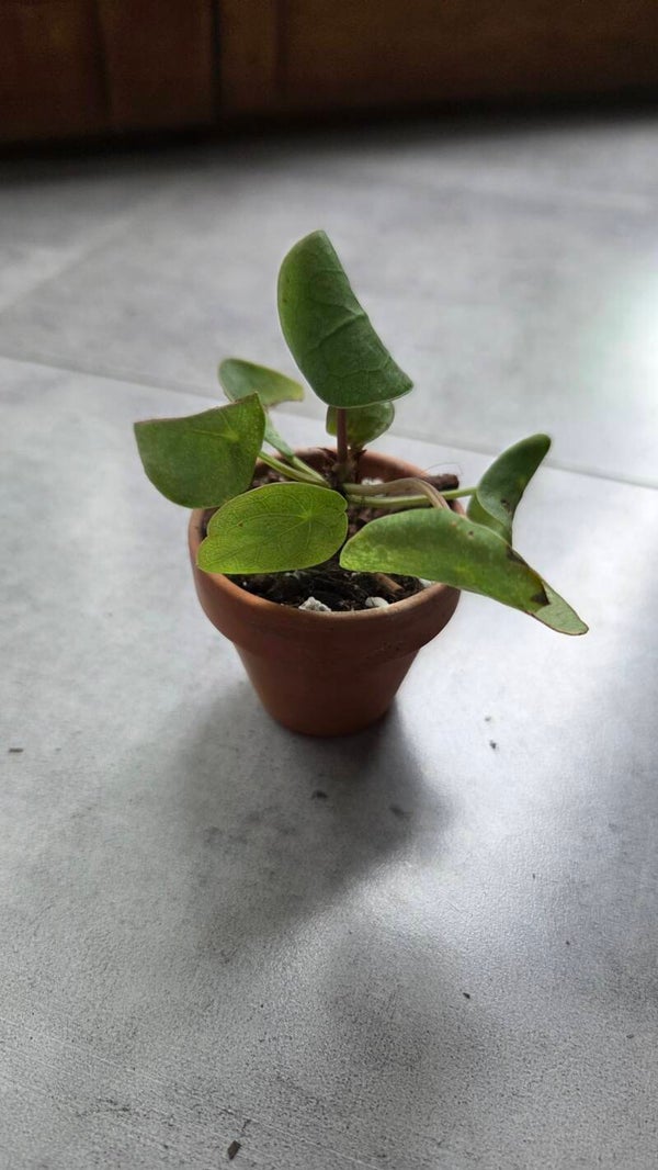 Pilea peperomioides #1 | €3 Deals!