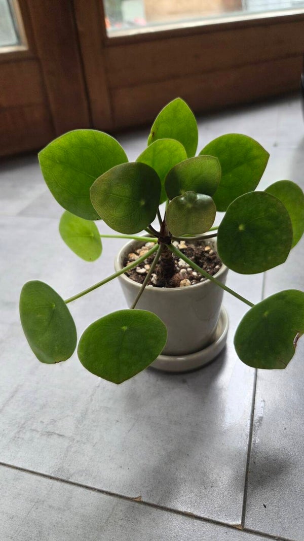 Pilea peperomioides #2 | €3 Deals!