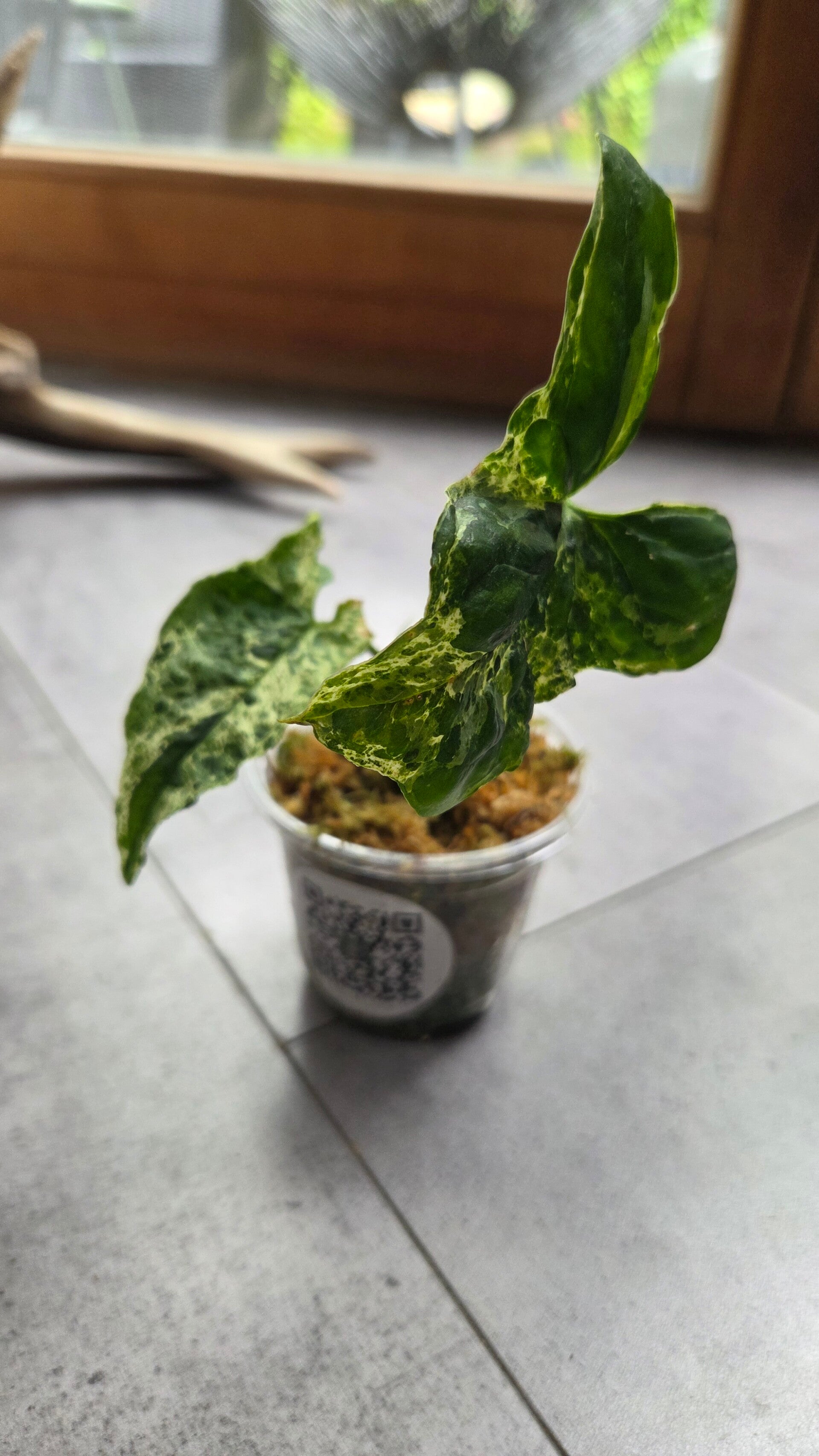 Syngonium podophyllum variegated | €3 Deals!