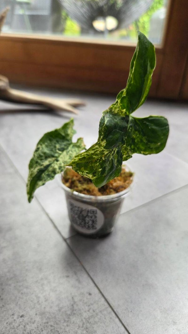Syngonium podophyllum variegated | €3 Deals!
