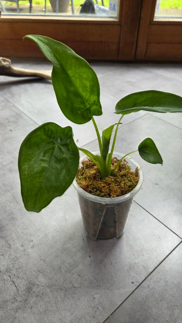 Alocasia cucullata | Sport *G.O.G