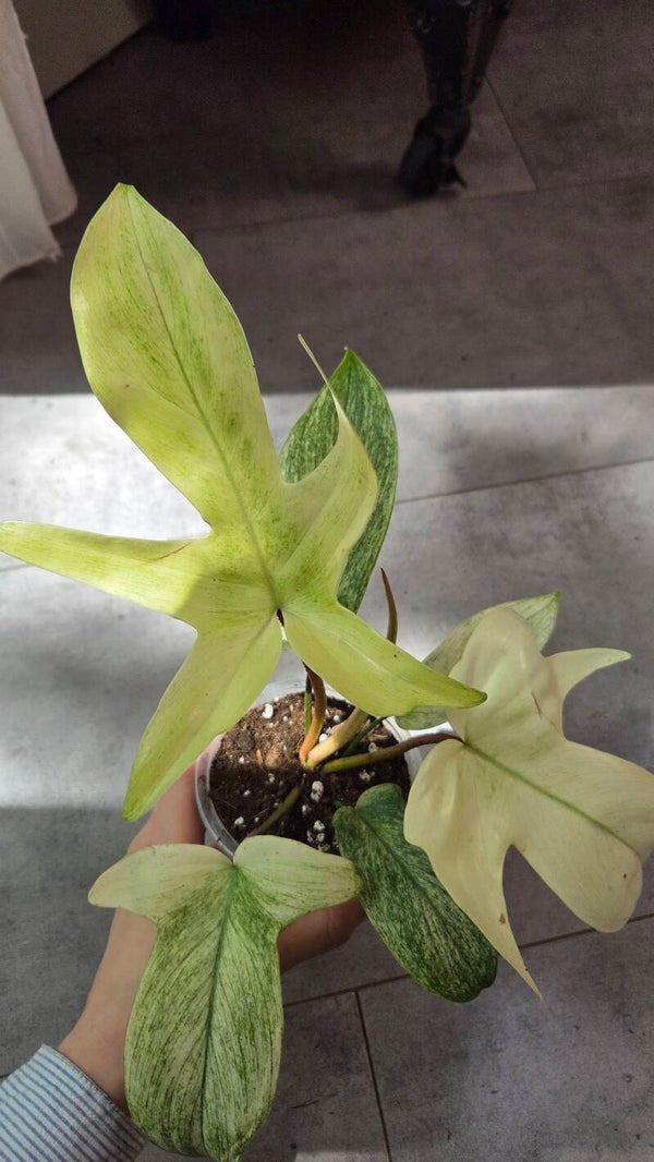 Philodendron florida ghost "mint"