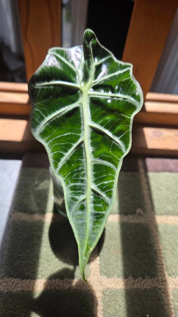 Alocasia amazonica