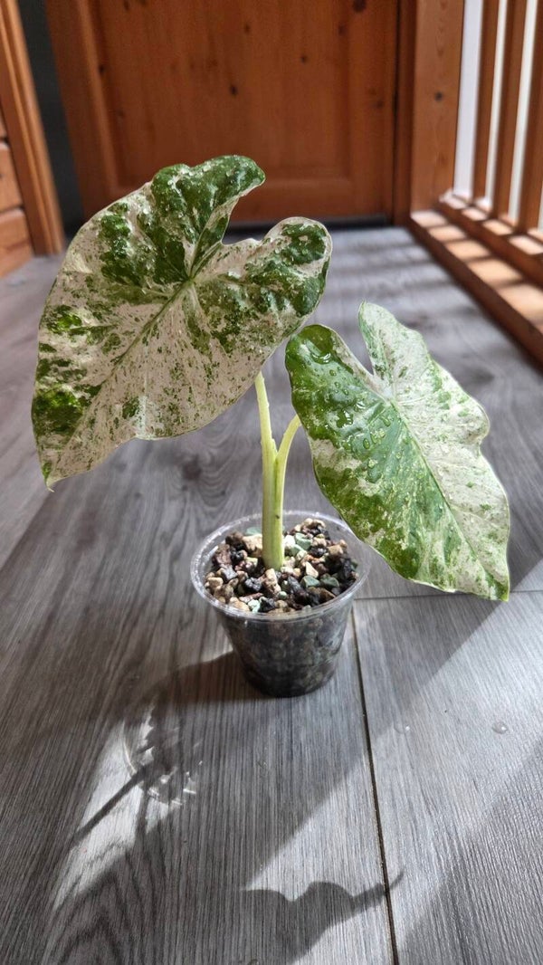 Set of 2 Alocasia macrorrhiza splash | Big & small