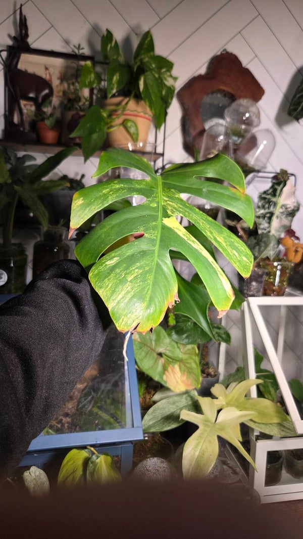 Monstera aurea | cutting