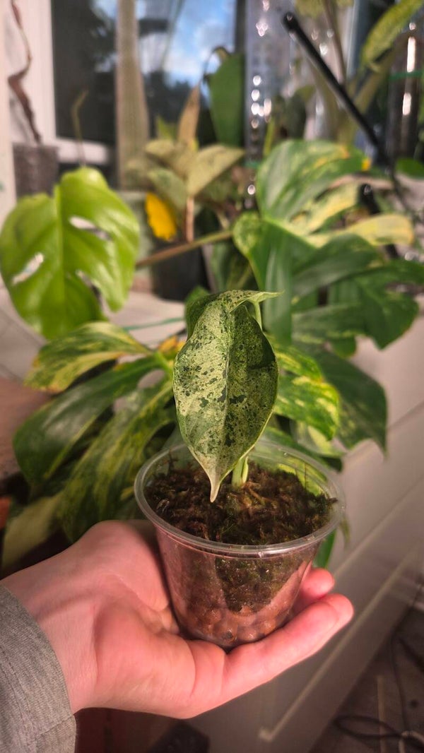 Alocasia dragon scale mint