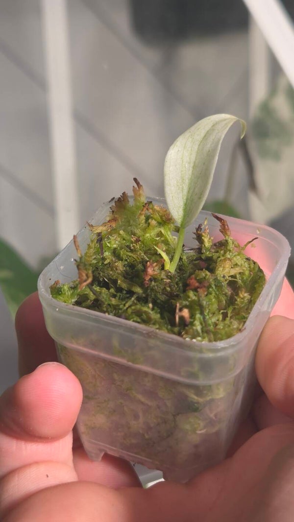 Philodendron florida ghost
