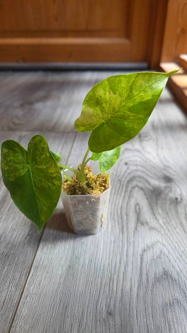 Alocasia gageana aurea